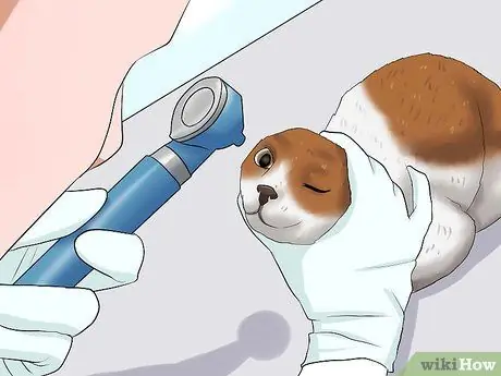 Диагностика глаукомы кошек Шаг 5