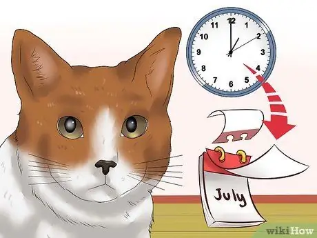 Диагностика глаукомы кошек Шаг 9