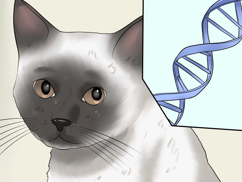 Как диагностировать глаукому кошек: 10 шагов (с изображениями)
