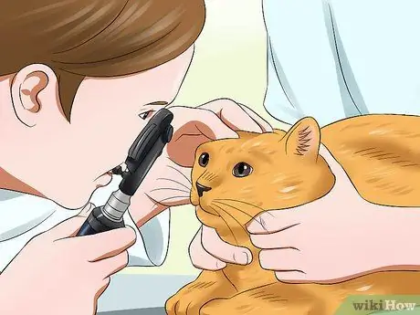 Лечение катаракты кошек, шаг 1