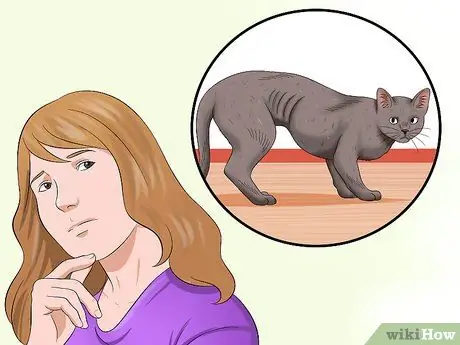 Лечить катаракту кошек Шаг 10