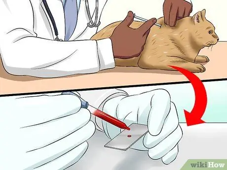 Лечить катаракту у кошек, шаг 2