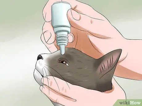 Лечить катаракту у кошек Шаг 3