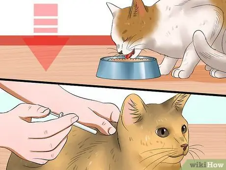 Лечить катаракту у кошек Шаг 4