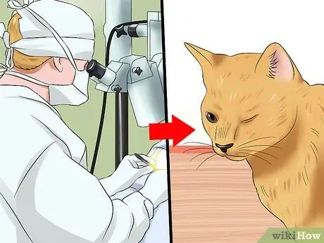 Лечить катаракту у кошек Шаг 5