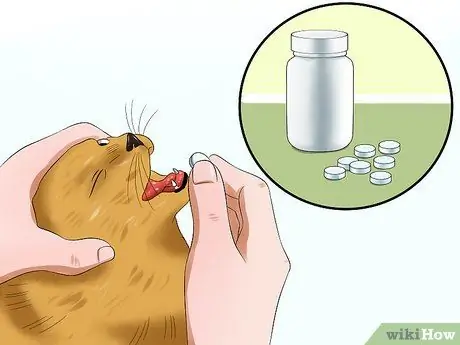 Лечить катаракту у кошек Шаг 7