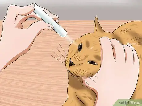 Лечить катаракту у кошек Шаг 9