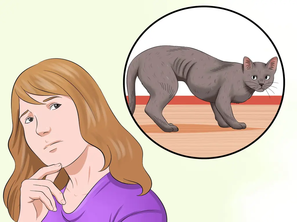 Как лечить катаракту у кошек: 10 шагов (с иллюстрациями)