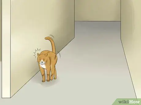 Лечение заболеваний сетчатки у кошек, шаг 1