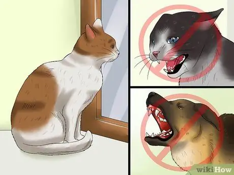 Лечить заболевание сетчатки у кошек Шаг 10