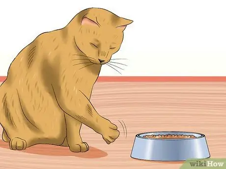 Лечить заболевание сетчатки у кошек Шаг 2