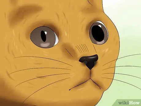 Лечить заболевание сетчатки у кошек Шаг 3