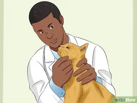 Лечить заболевание сетчатки у кошек Шаг 4