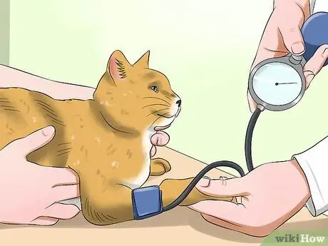 Лечите заболевание сетчатки у кошек Шаг 6