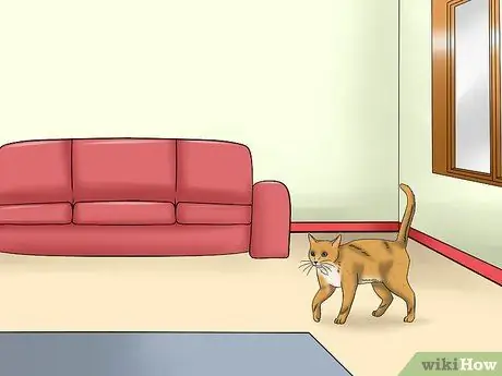 Лечить заболевание сетчатки у кошек Шаг 9