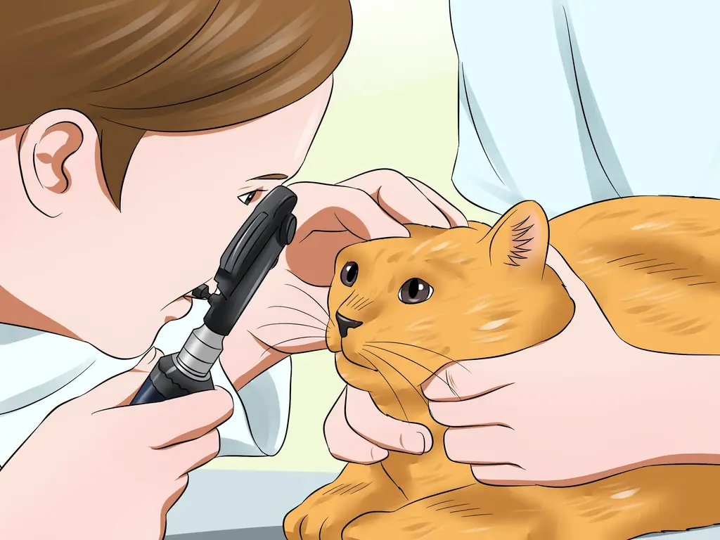 Как лечить заболевание сетчатки у кошек: 11 шагов (с иллюстрациями)