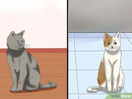 Лечить конъюнктивит у кошек Шаг 3