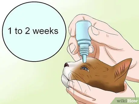 Лечить конъюнктивит у кошек Шаг 5