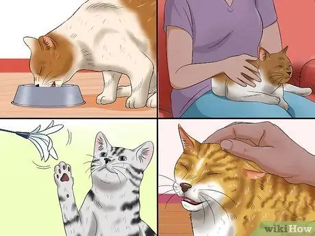 Лечить конъюнктивит у кошек Шаг 7