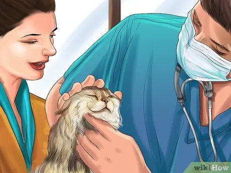 Диагностика и лечение выпуклого глаза у кошек Шаг 11