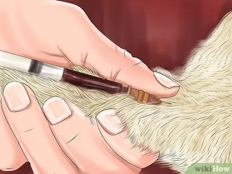 Диагностика и лечение выпуклого глаза у кошек Шаг 6