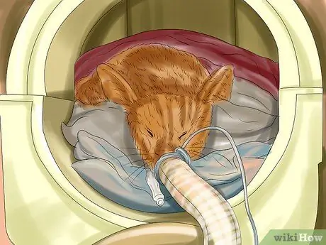 Диагностика и лечение выпуклого глаза у кошек Шаг 7