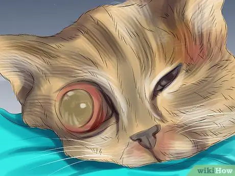 Диагностика и лечение выпуклого глаза у кошек Шаг 8