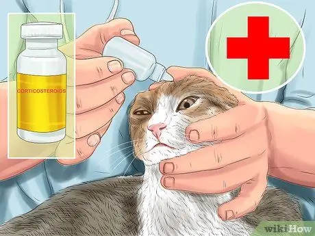 Диагностика и лечение выпуклого глаза у кошек Шаг 9