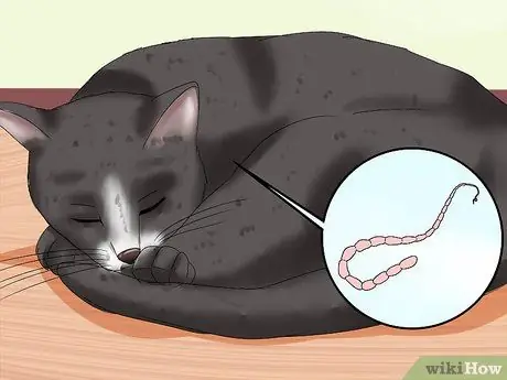 Лечение выпячивания третьего века у кошек Шаг 3