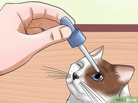 Лечение выпячивания третьего века у кошек Шаг 4