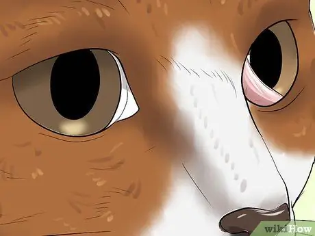 Лечение выпячивания третьего века у кошек Шаг 7