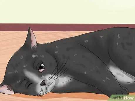 Лечение выпячивания третьего века у кошек Шаг 8