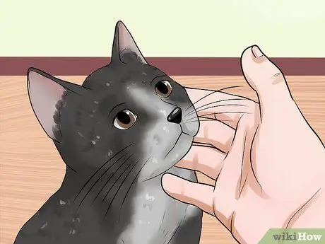 Лечение выпячивания третьего века у кошек Шаг 9