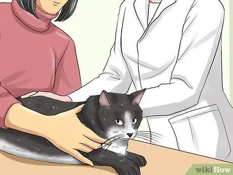 Лечение выпячивания третьего века у кошек Шаг 10