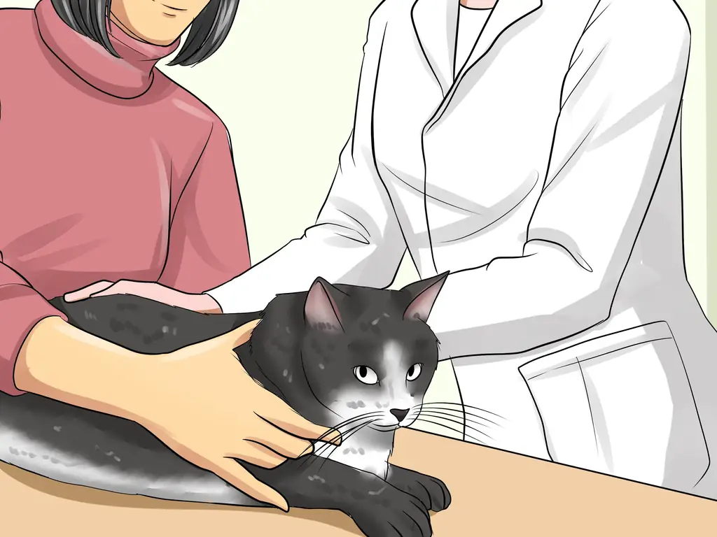 Как лечить выпячивание третьего века у кошек: 8 шагов