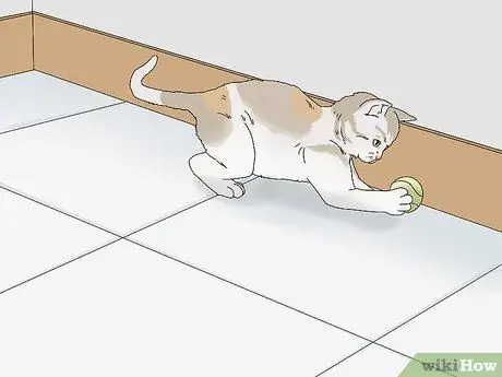 Устранение слезотечения у кошек Шаг 10