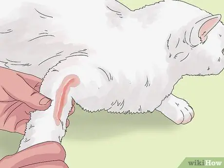 Устранение слезотечения у кошек Шаг 11