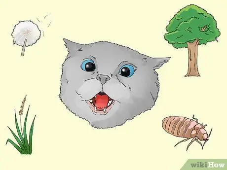 Устранение слезотечения у кошек Шаг 13