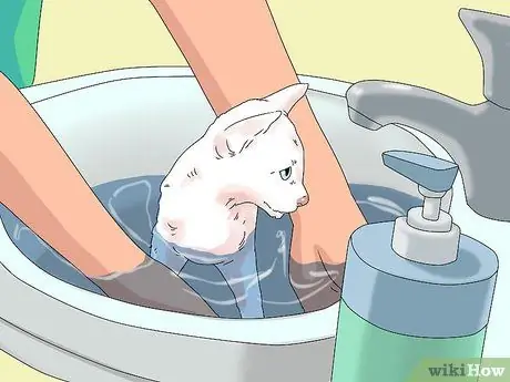 Устранение слезотечения у кошек Шаг 15