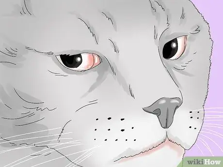 Устранение слезотечения у кошек Шаг 16