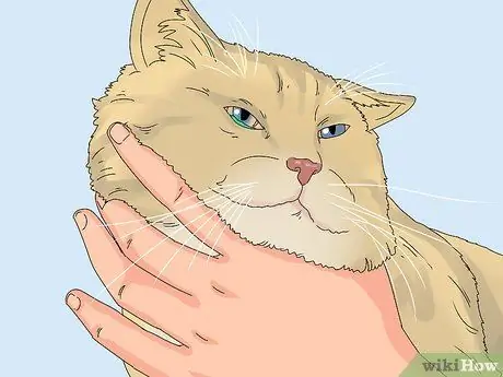 Устранение слезотечения у кошек Шаг 17