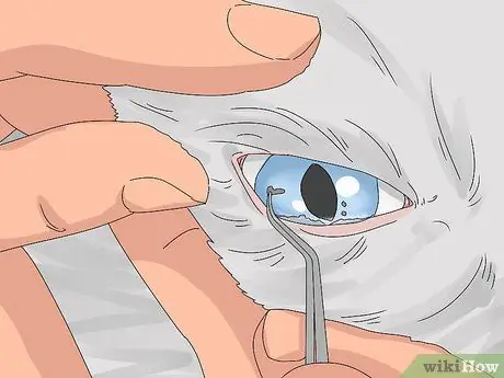 Устранение слезотечения у кошек Шаг 18