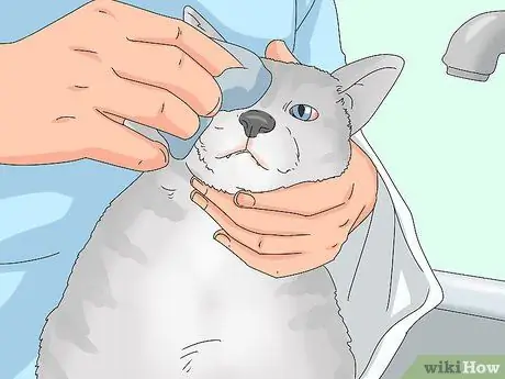 Устранение слезотечения у кошек Шаг 20