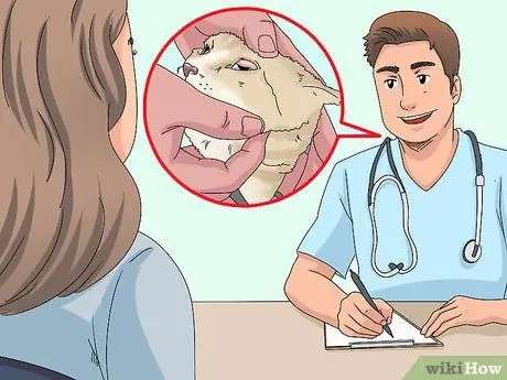 Устранение слезотечения у кошек Шаг 3