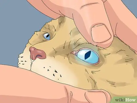 Устранение слезотечения у кошек Шаг 4