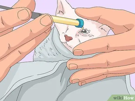 Устранение слезотечения у кошек Шаг 5