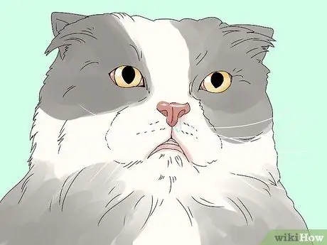 Устранение слезотечения у кошек Шаг 6