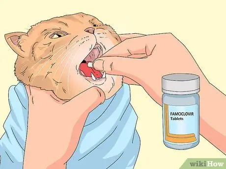 Устранение слезотечения у кошек Шаг 7