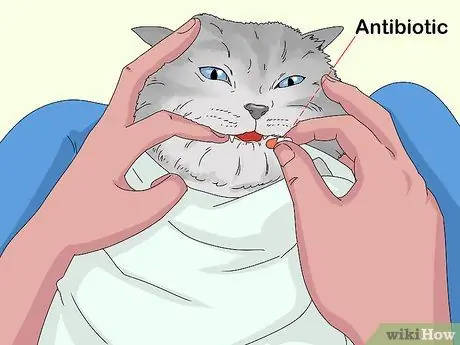 Устранение слезотечения у кошек Шаг 8