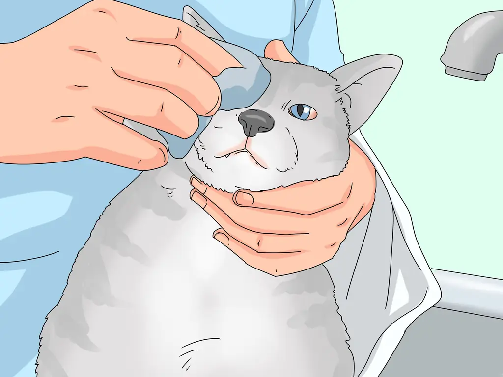 4 способа избавиться от слезотечения у кошек